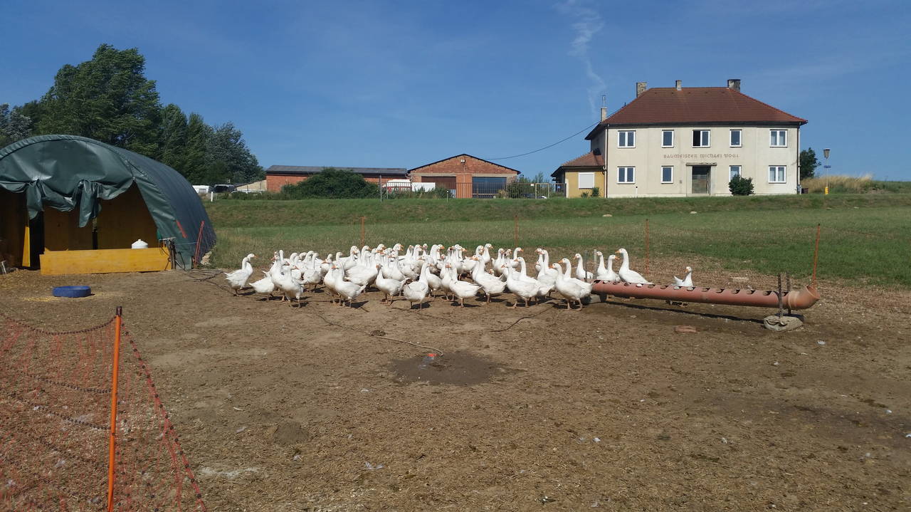 Familie Lehner, Gans, Gänse, Gänsezucht, Gemeinde, Landwirtschaft, Wetzleinsdorf